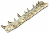 Impressive Fossil Crocodylomorph (Gavialoid?) Jaw - Morocco #345362-3